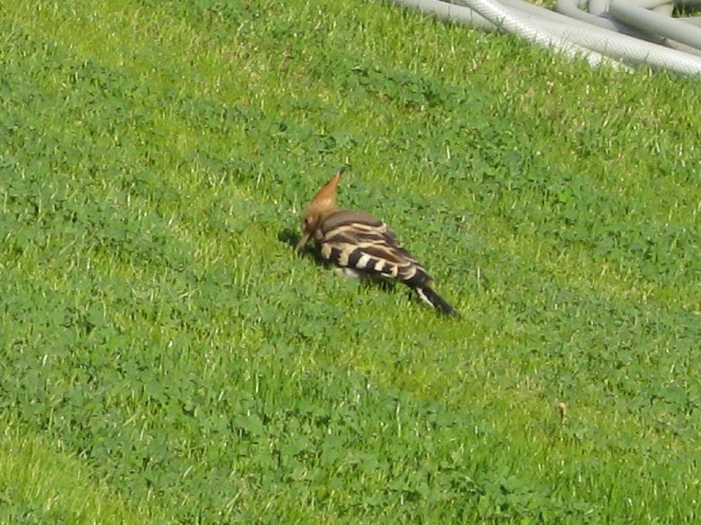 IMG_0916.JPG, 166368 bytes, 22/02/2008